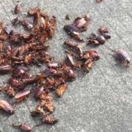天氣變冷蟑螂都藏到哪去了呢？