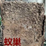 別墅墻體挖出超大白蟻巢?。。? />             <div   id=